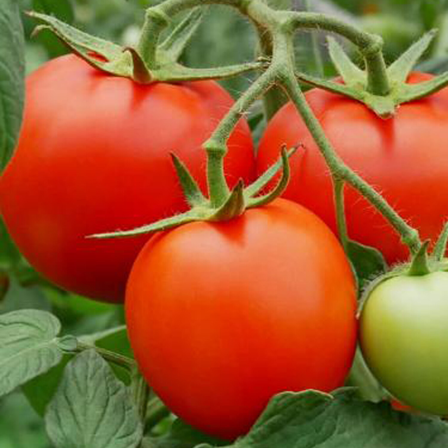 Grafted Sportivo F1 Round Tomato Plant - Red Image