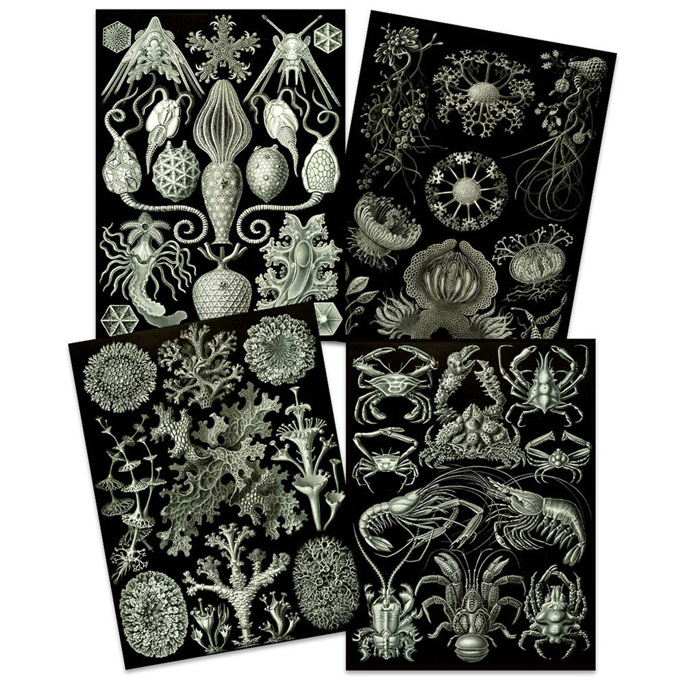 Artery8 Vintage Ernst Haeckel Ocean Wall Art Print 30 x 41cm 4 Pack Image 3