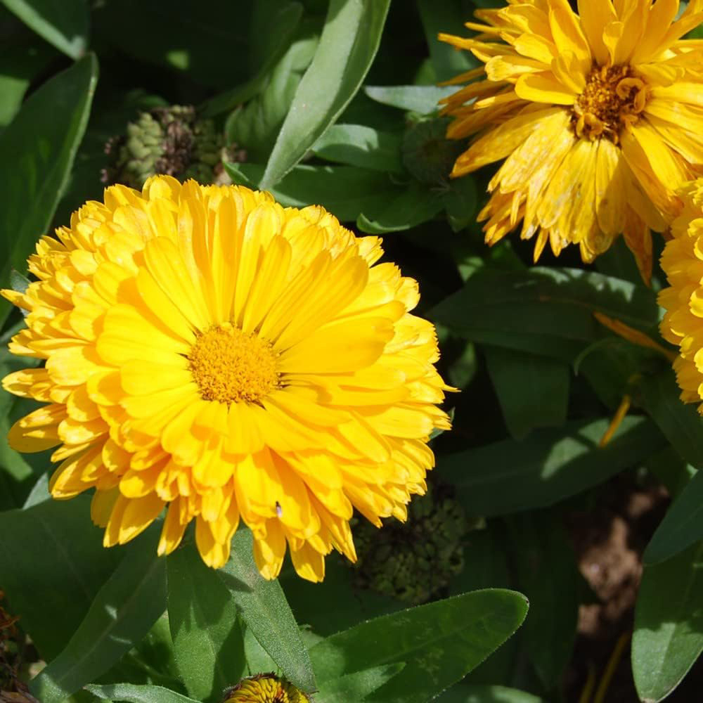 Thompson & Morgan Calendula Nana Candyman Yellow 100 Seeds Packet Image 1