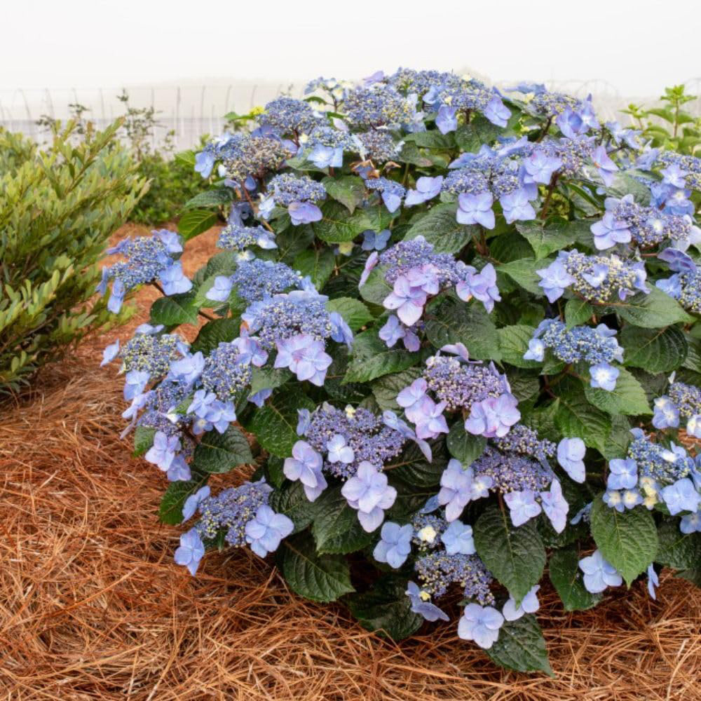 Thompson and Morgan Hydrangea Endless Summer Pop Star Plant Pot 3L 2 Pack Image 4