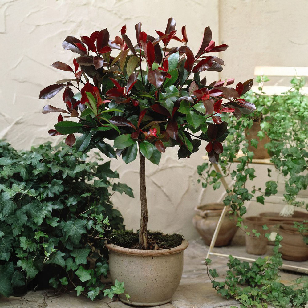Thompson and Morgan Photinia Fraseri Red Robin Pot Plant 3L Image 1