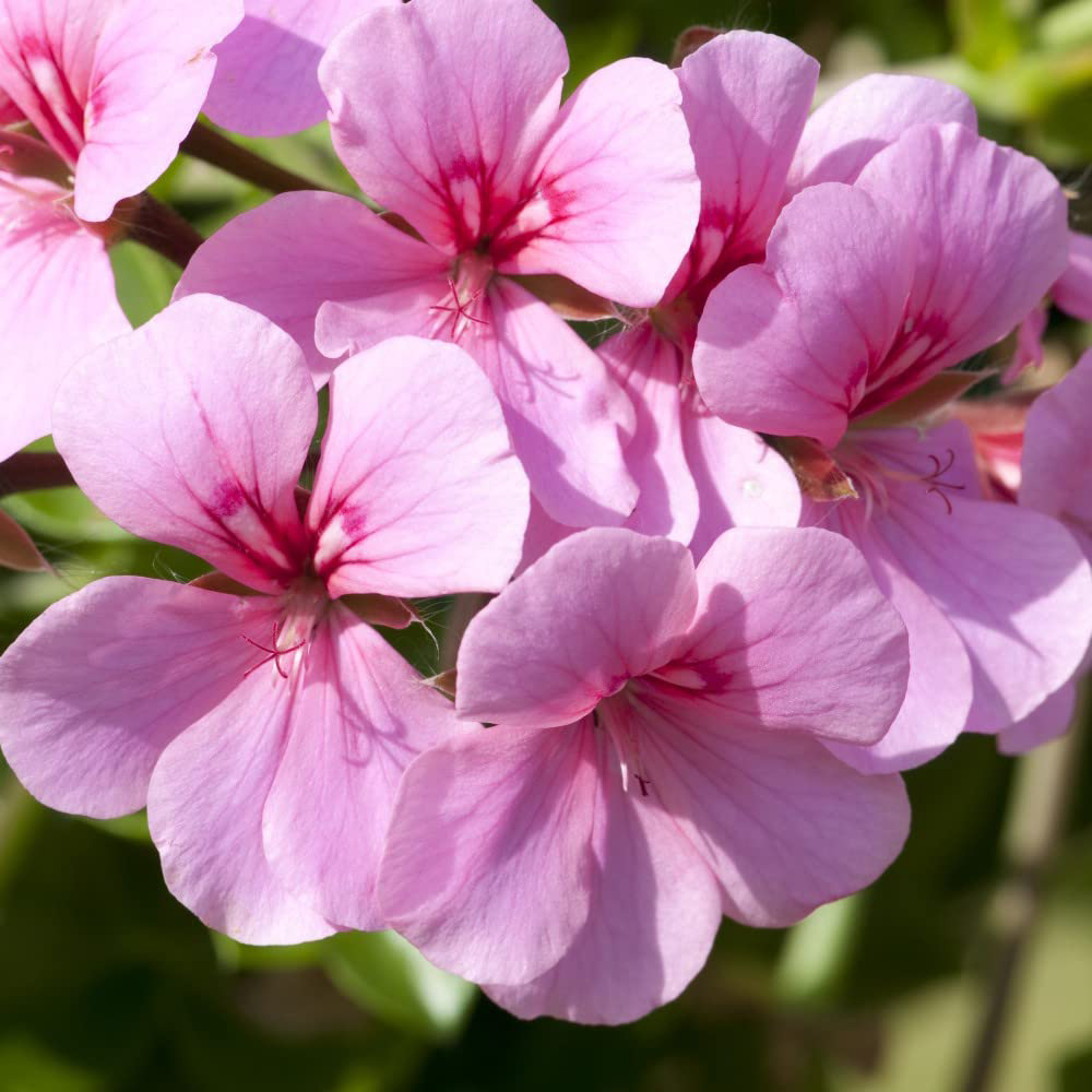 Thompson and Morgan Nurserymans Choice Geranium Jumbo Plant Plugs 10 Pack Image 3