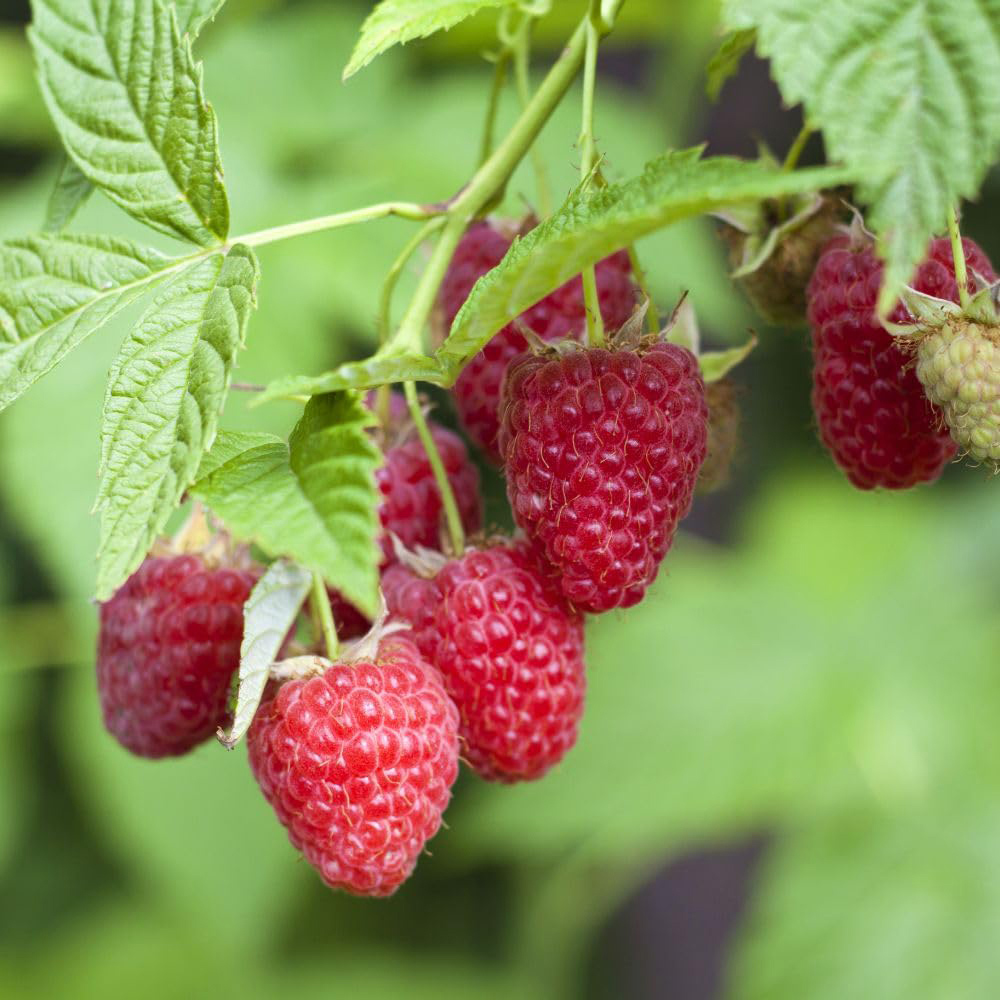 Thompson and Morgan Organic Raspberry Autumn Bliss Plant Pot 2L 2 Pack Image 1