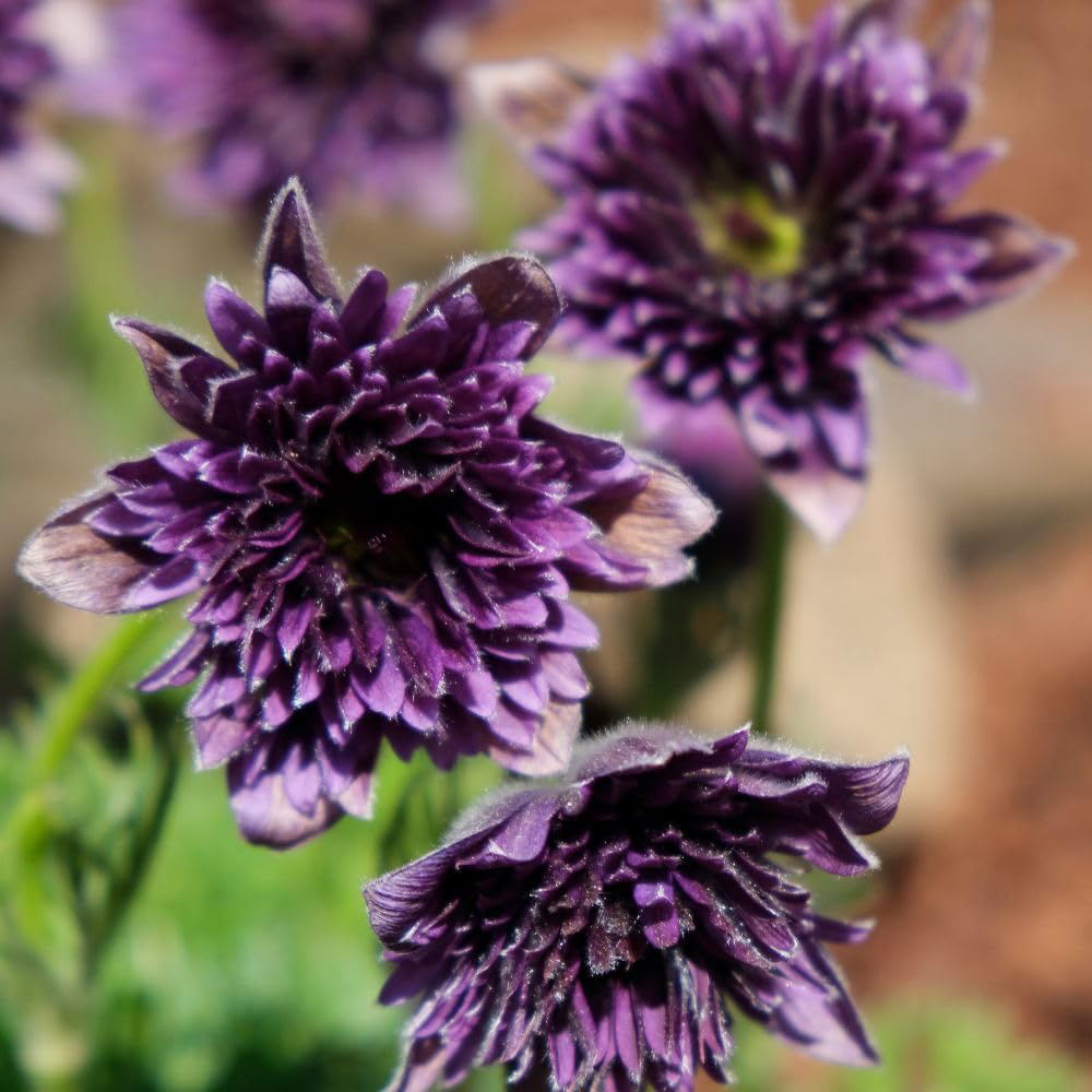Thompson and Morgan Pulsatilla Fairy Dreams Plant Pot 9cm 2 Pack Image 2