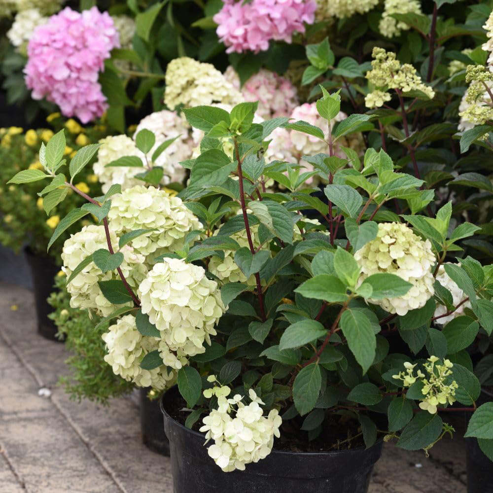 Thompson and Morgan Hydrangea Paniculata Vanille Fraise Plant Pot 30L Image 4