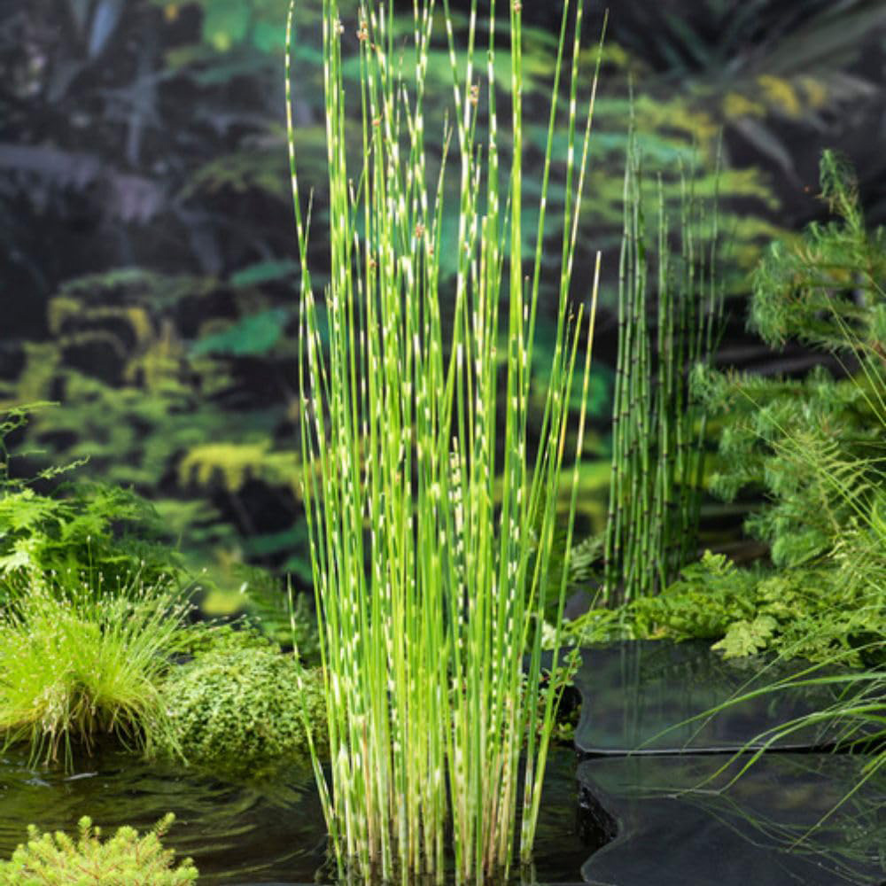 Thompson and Morgan Scirpus Tabermont Zebrinus Plant Pot 9cm Image 1