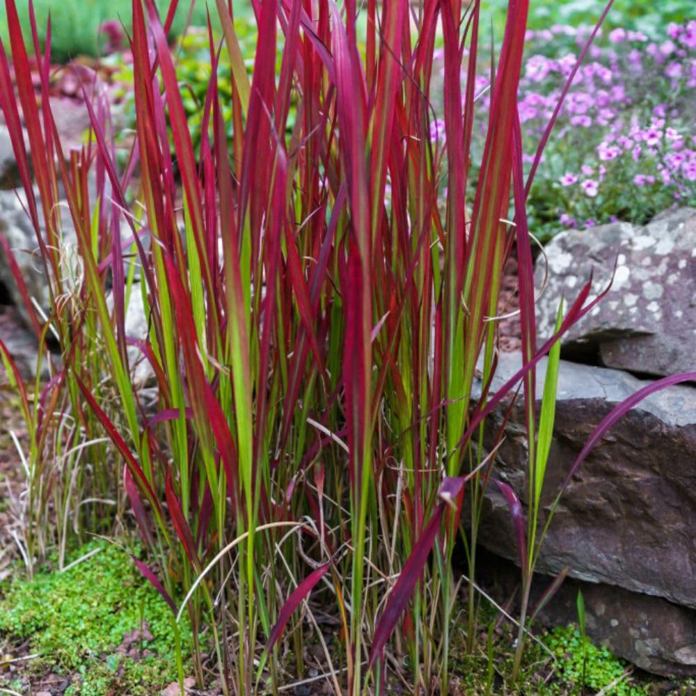 Thompson and Morgan Imperata Cylindrica Red Baron Potted Plant 14cm 2 Pack Image 3
