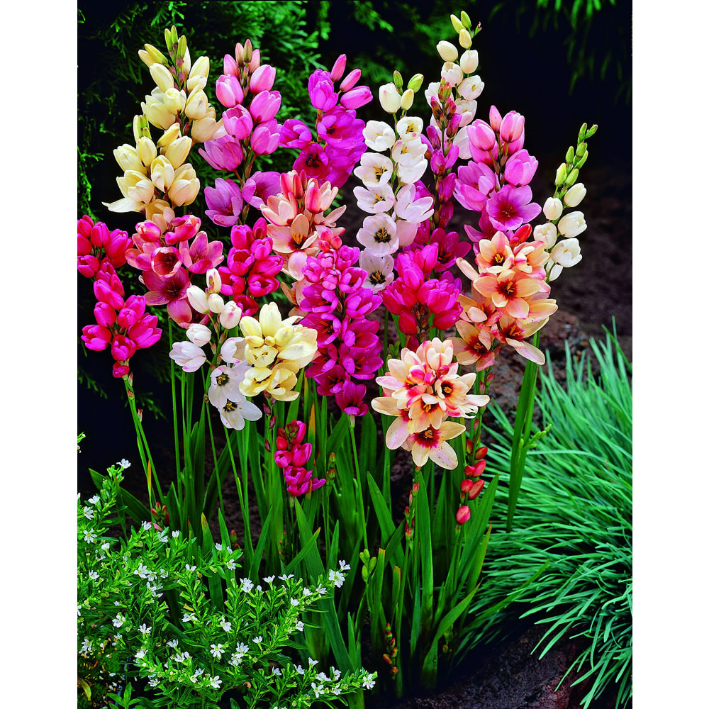 Wilko Spring Bulbs Ixia Mix 15pk Wilko