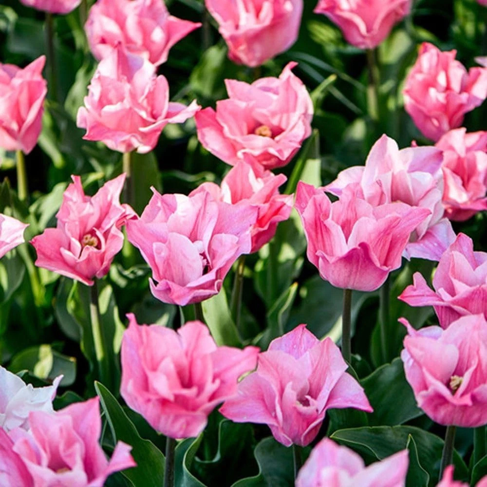 Thompson and Morgan Tulip Miss Elegance Planting Bulb 32 Pack Image 3