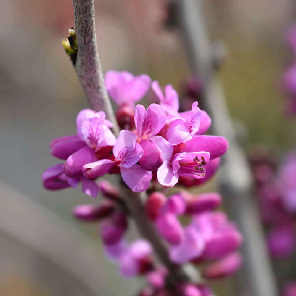YouGarden Premium Cercis Collection Plant Pot 9cm 2 Pack Image 4