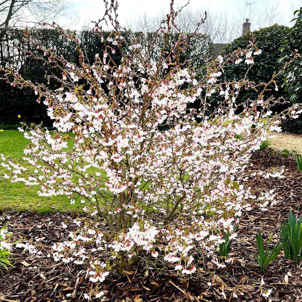 YouGarden Fuji Cherry Prunus Incisa Kojo-No-Mai Plant Pot 3L Image 3