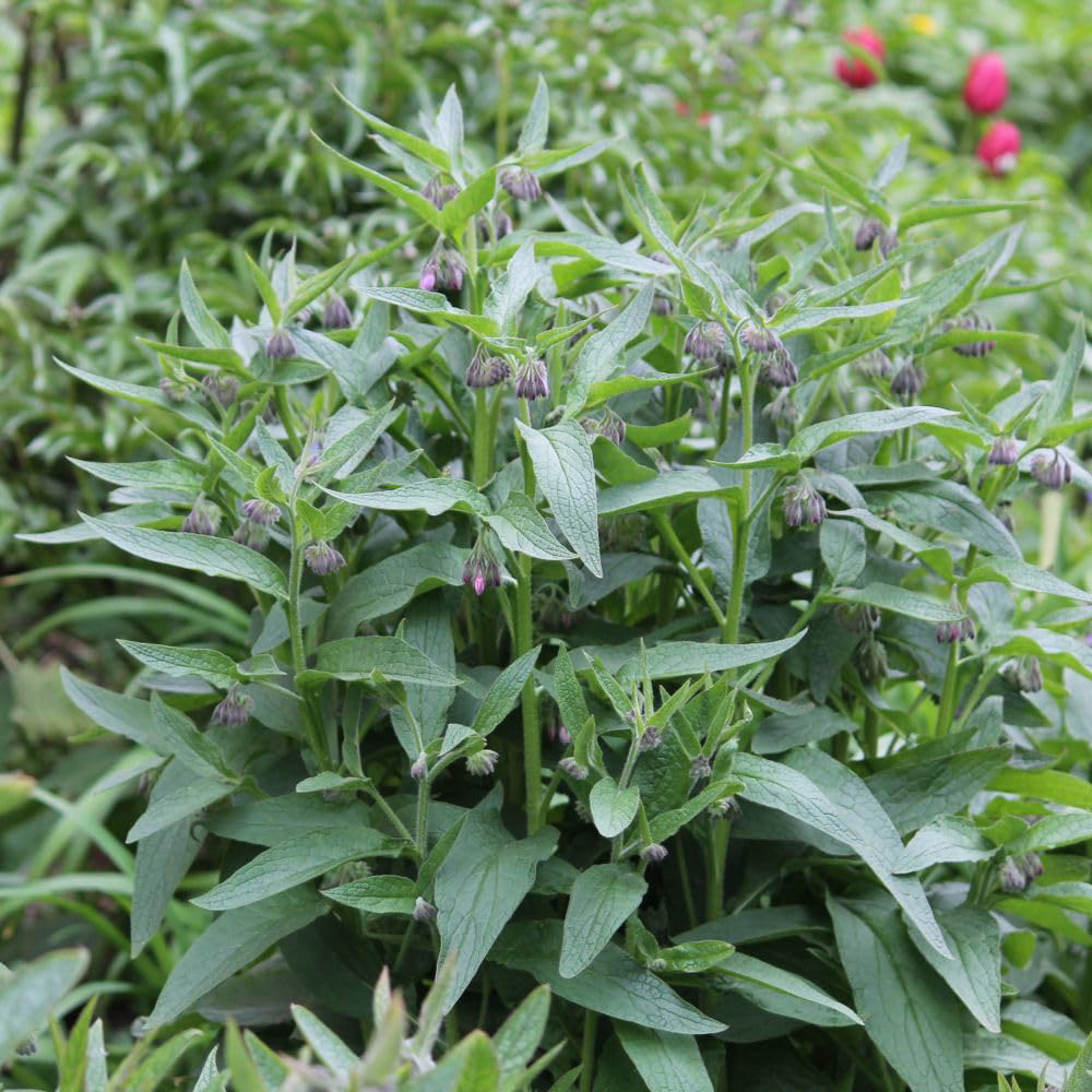 Thompson and Morgan Symphytum Officinale Plant Pot 9cm Image 2