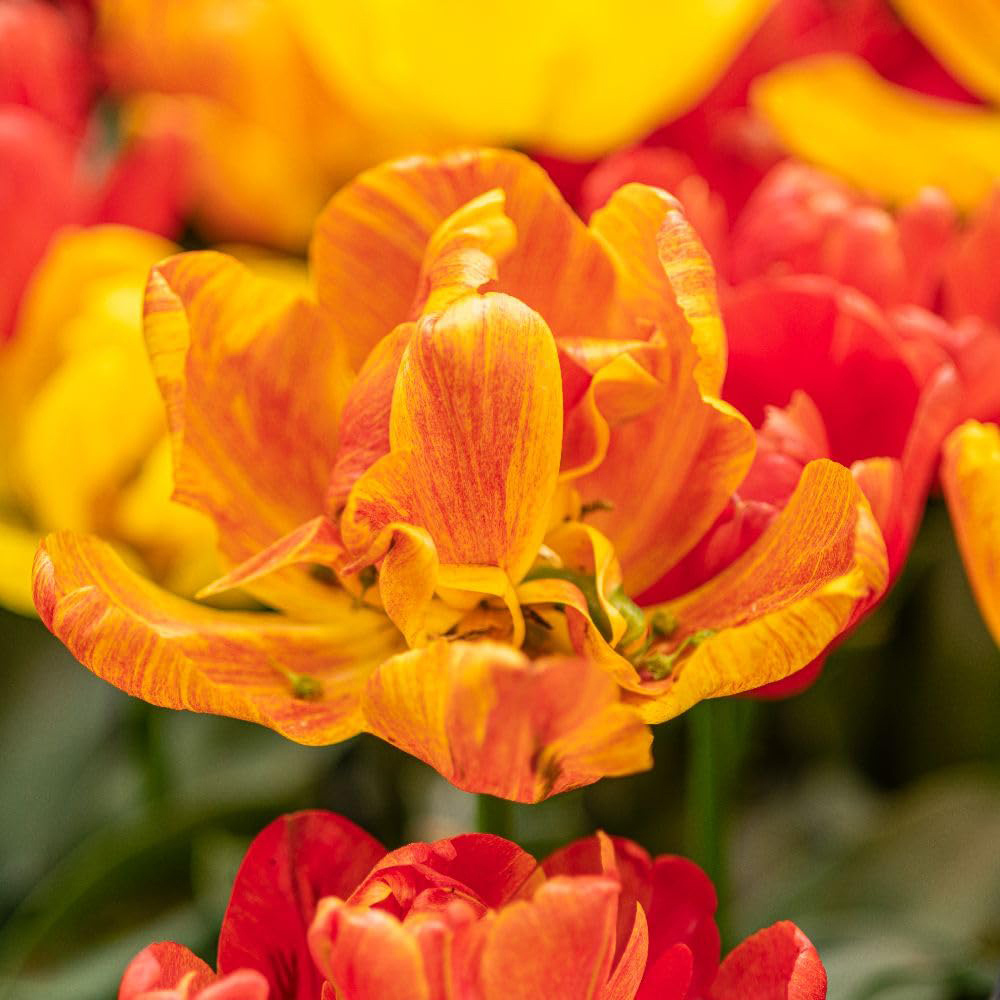 Thompson and Morgan Tulip Baby Blend Bulbs 16 Pack Image 3