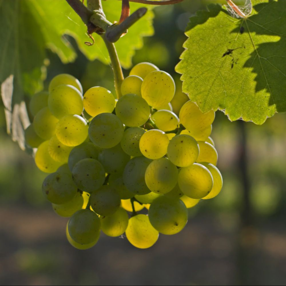 Thompson and Morgan Vitis Grape Golden Champion Plant in Pot 15cm 3 Pack Image 1