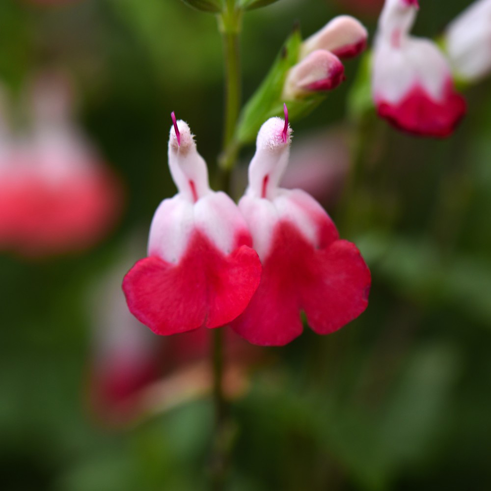 Thompson & Morgan Salvia Greggii Hotlips Potted Plant 3L Image 1