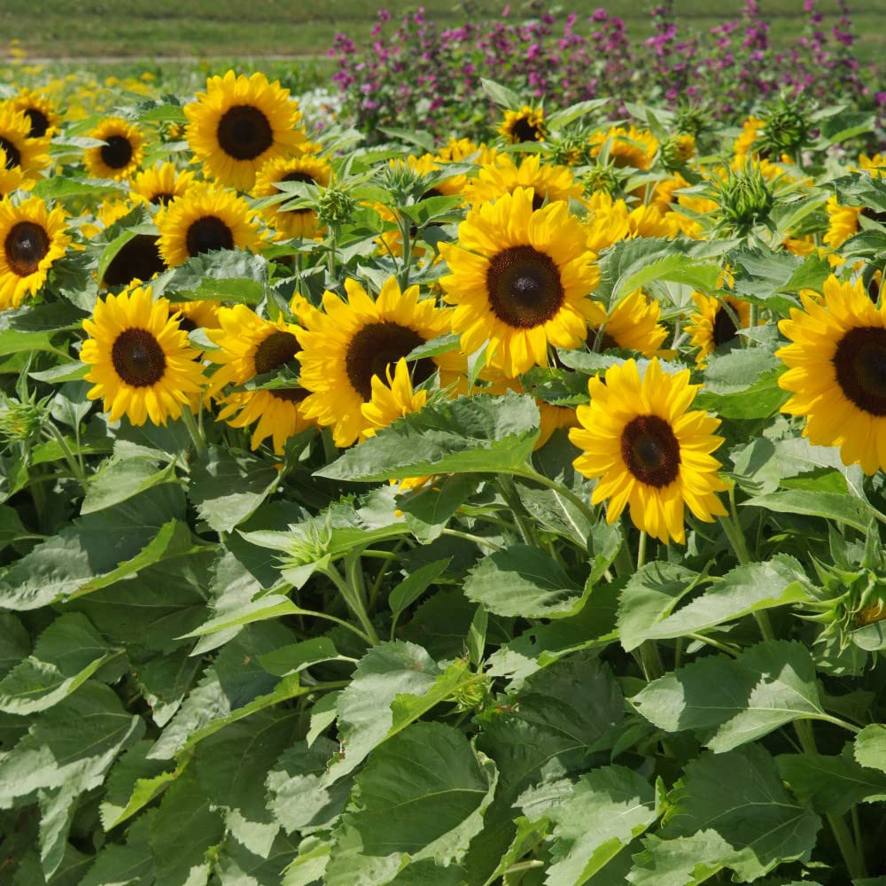 Thompson & Morgan Sunflower Little Dorrit F1 Hybrid Seeds Image 2