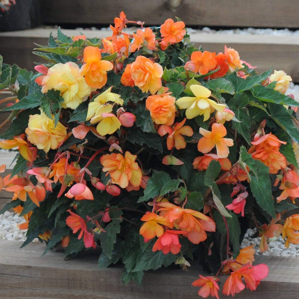 Thompson and Morgan Begonia Apricot Shades Tuber 5 Pack Image 6