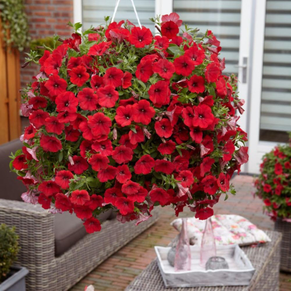 Thompson and Morgan Petunia Deep Red Trailing Surfinia Postiplug Plant 10 Pack Image 4