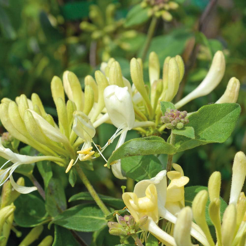 Thompson and Morgan Lonicera Periclymenum Scentsation Plant Pot 3L Image 3