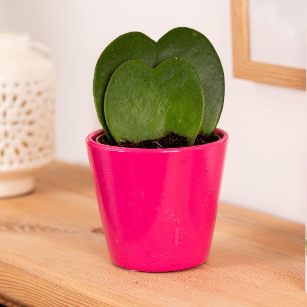 Thompson & Morgan Hoya Kerrii Double Leaf Plant Pot 9cm 3 Pack Image 3