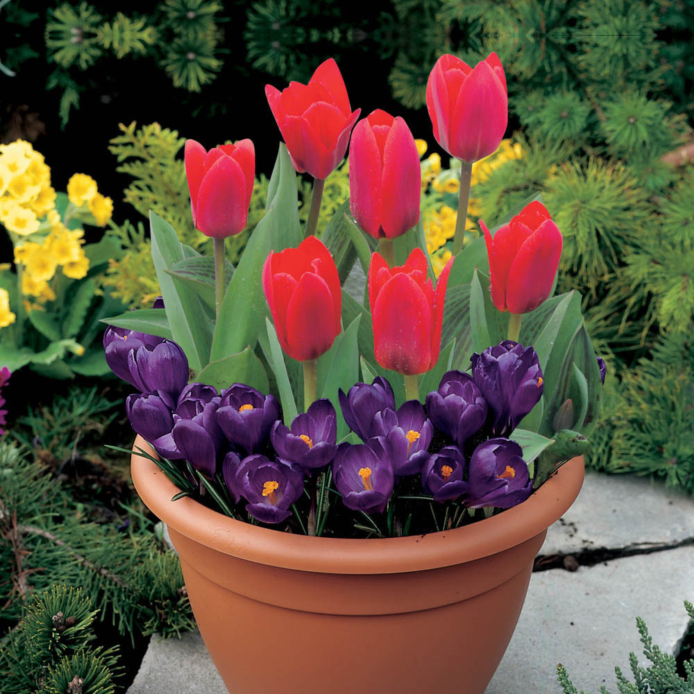 wilko Blooming Fast Tulip and Crocus Pod Mixed Bulb 19 Pack Image 2