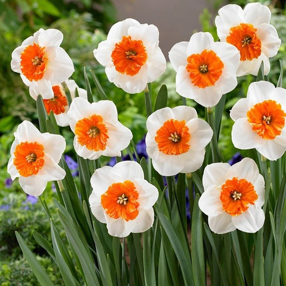 Thompson and Morgan Daffodil Ultimate Collection Planting Bulb 56 Pack Image 4