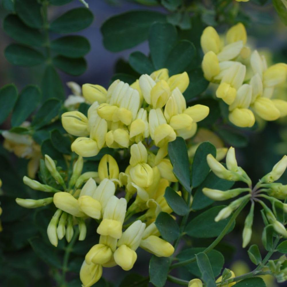 Thompson and Morgan Coronilla Citrina Pot 9cm Image 3