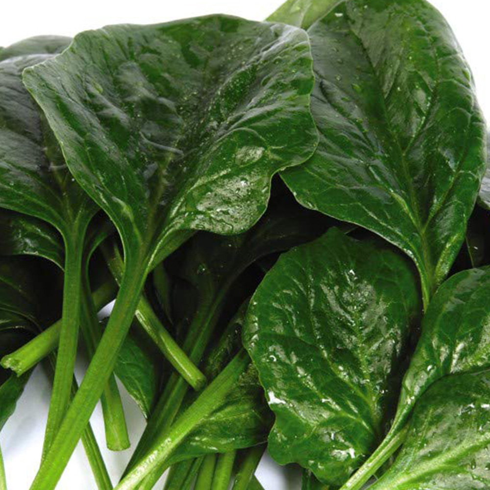 Thompson and Morgan Spinach Helios F1 Seeds Image 1