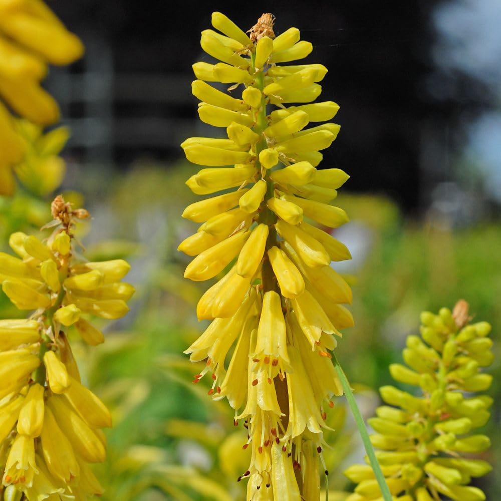 Thompson & Morgan Kniphofia Lemon Popsicle Plant Pot 2L Image 3
