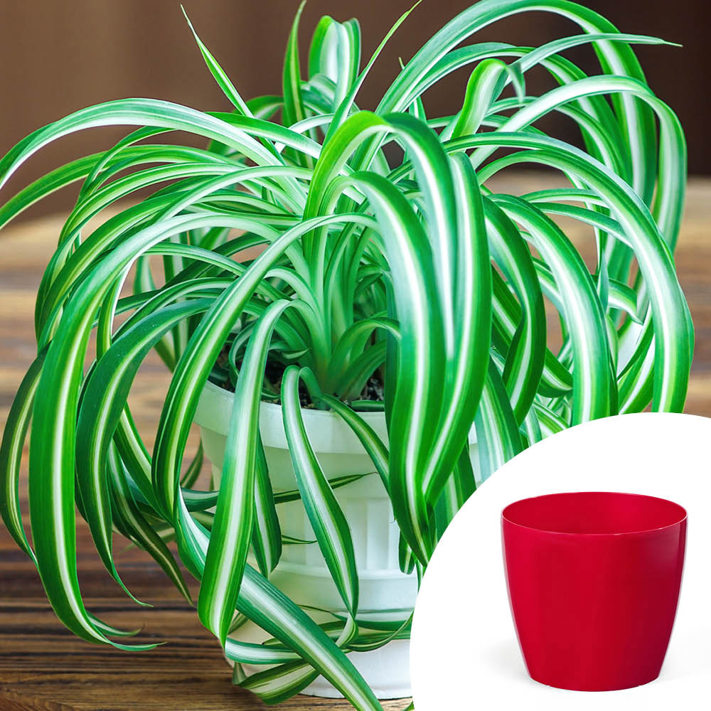 YouGarden Spider Plant with Red Pot Cover 12cm Image 4