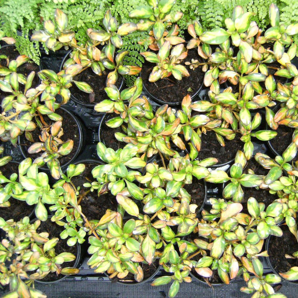 Thompson and Morgan Coprosma Repens Lemon and Lime Plant Pot 3L Image 2