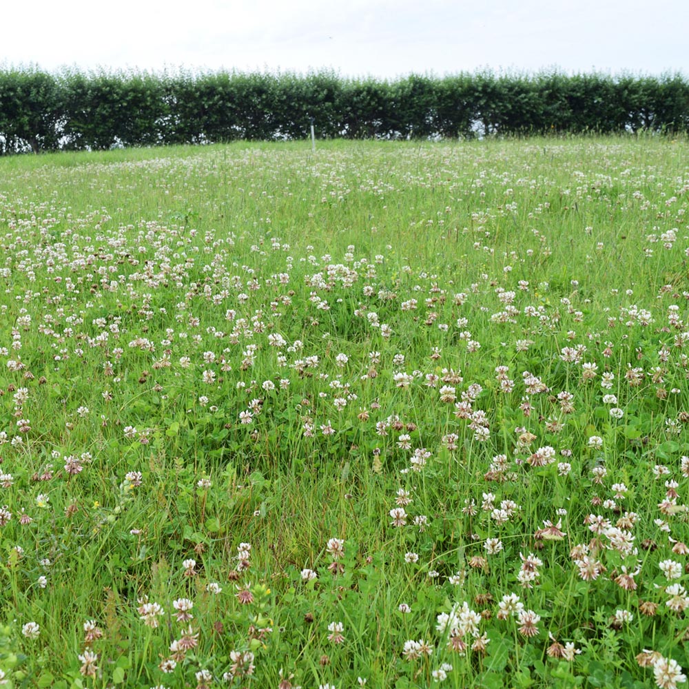 Harrowden Species Rich Lawn 5sqm Image 2