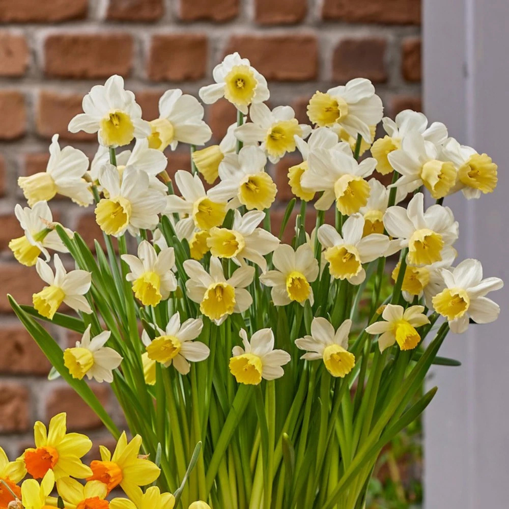 Thompson and Morgan Daffodil Josina Elisabeth Planting Bulb 8 Pack Image 3