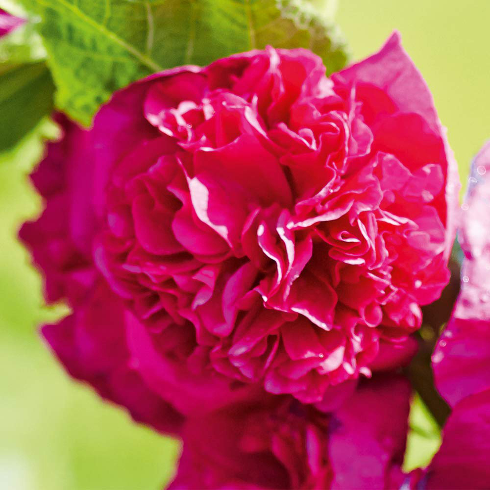 Thompson & Morgan Hollyhock Chaters Doubles Bare Root 6 Pack Image 3