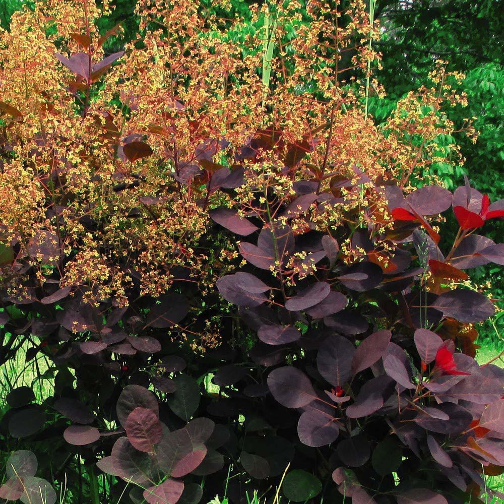 Thompson and Morgan Cotinus Coggygria Royal Purple Smoke Tree Plant Pot 9cm 2 Pack Image 2