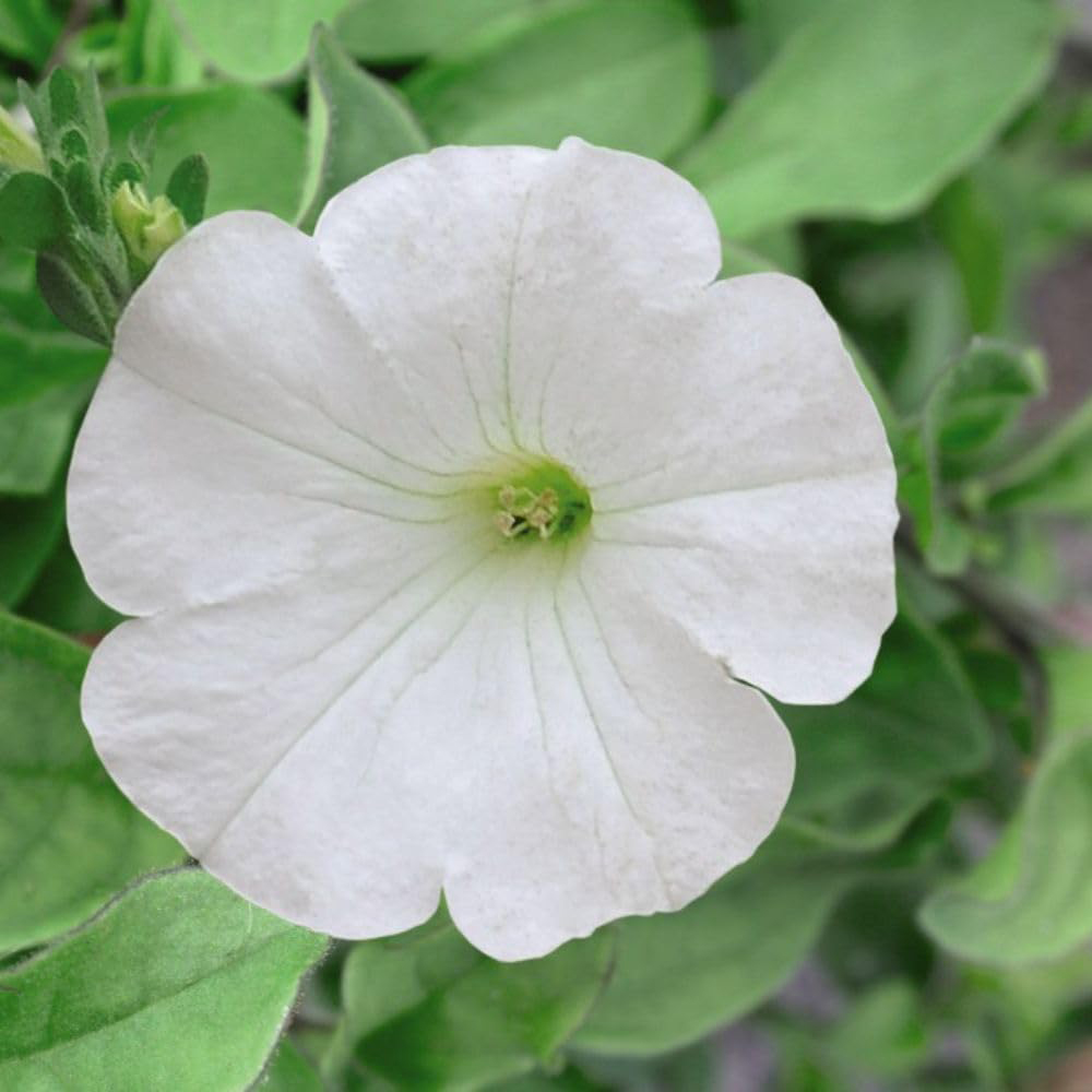 Thompson and Morgan Petunia White Trailing Surfinia Postiplug Plant 5 Pack Image 1