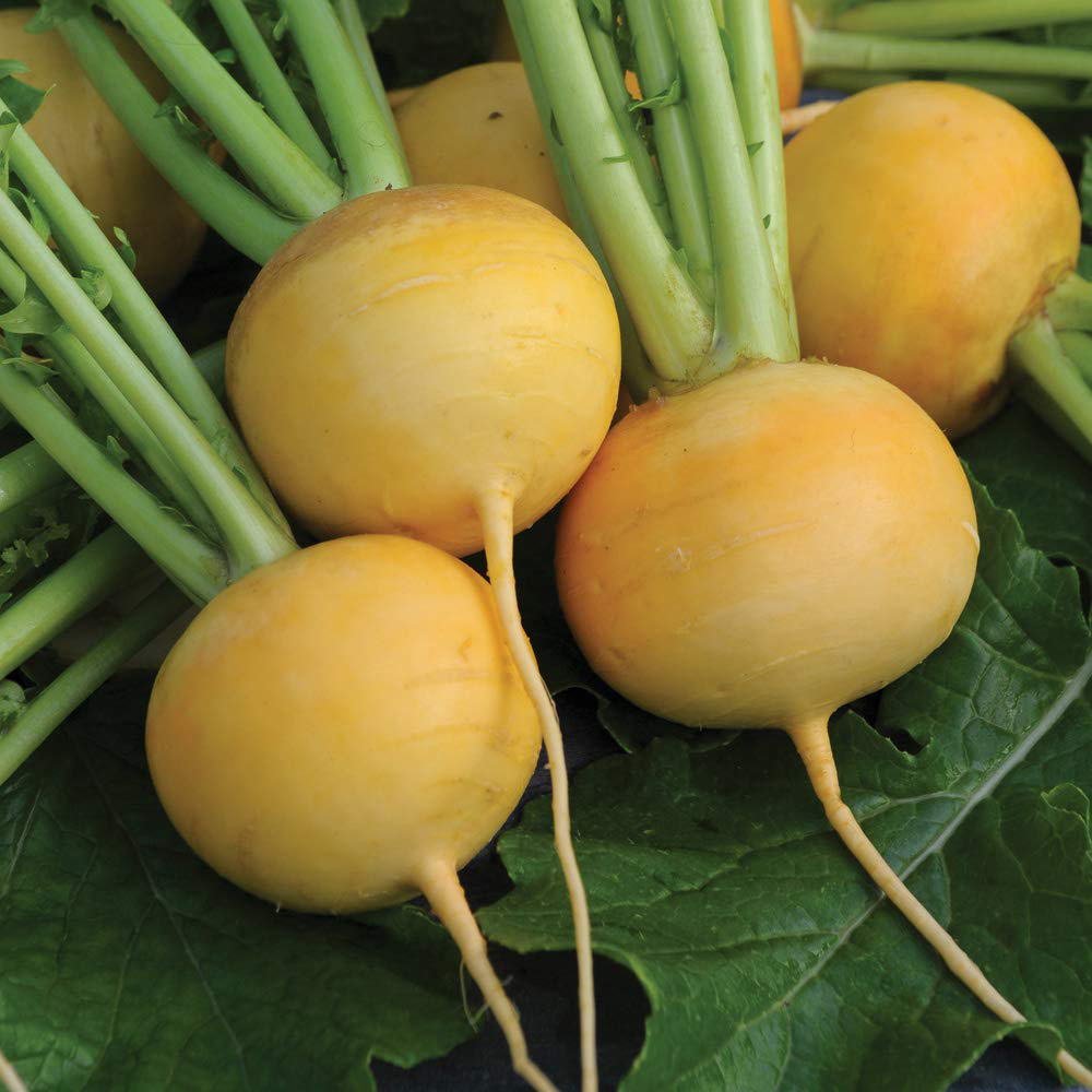 Thompson & Morgan Turnip Golden Ball Seeds Image