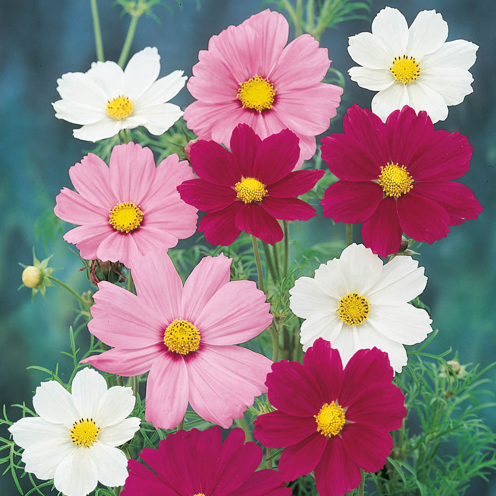 YouGarden Cosmos Sonata Mixed Garden Ready Plant 20 Pack Image 1