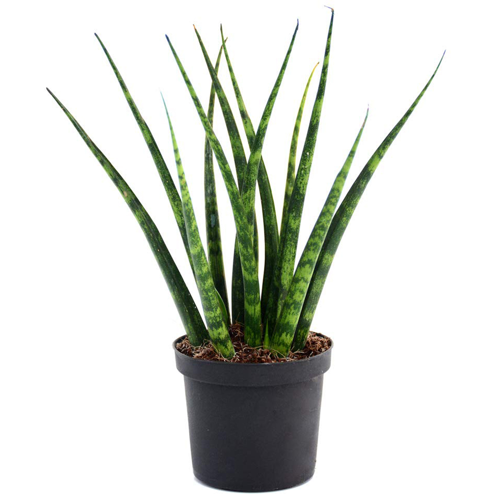 Thompson and Morgan Sansevieria Fernwood African Spear Plant in Pot 8cm 3 Pack Image 2