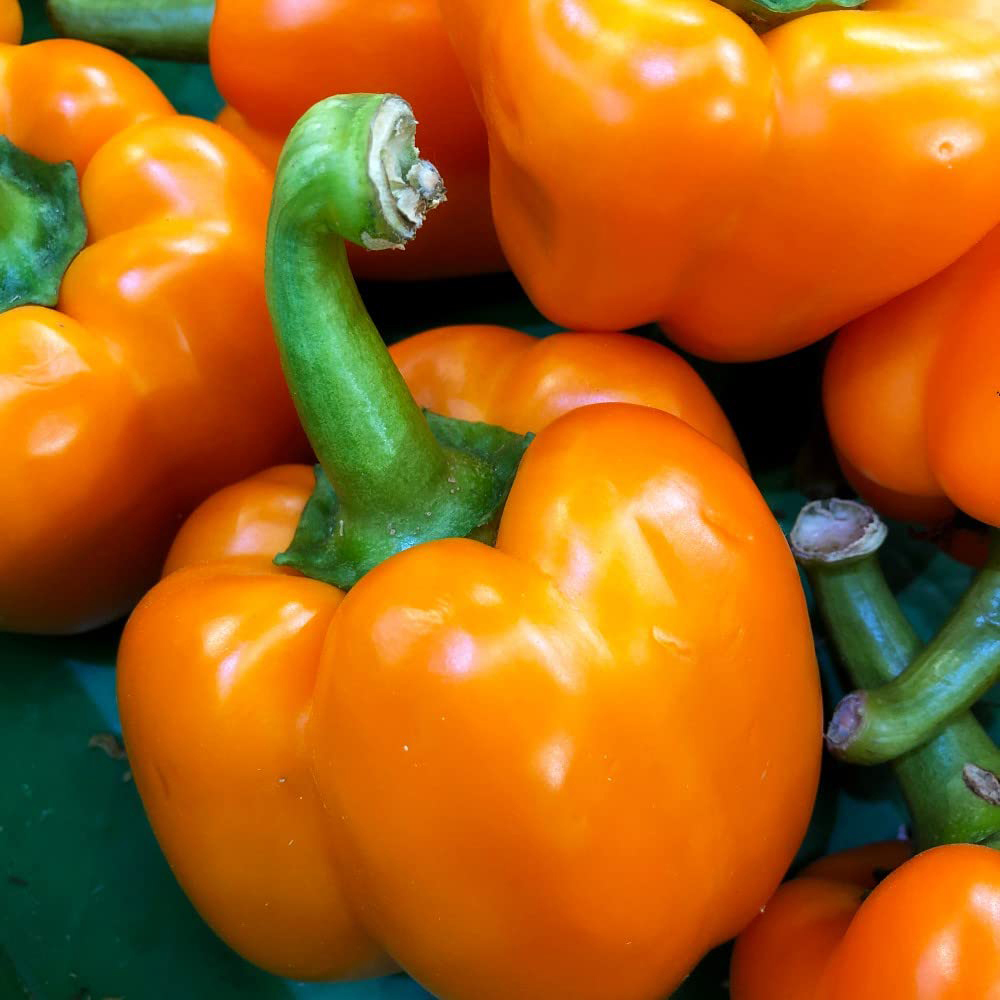 Thompson & Morgan Pepper Grafted Sweet Eternity Postiplug Plant 3 Pack Image