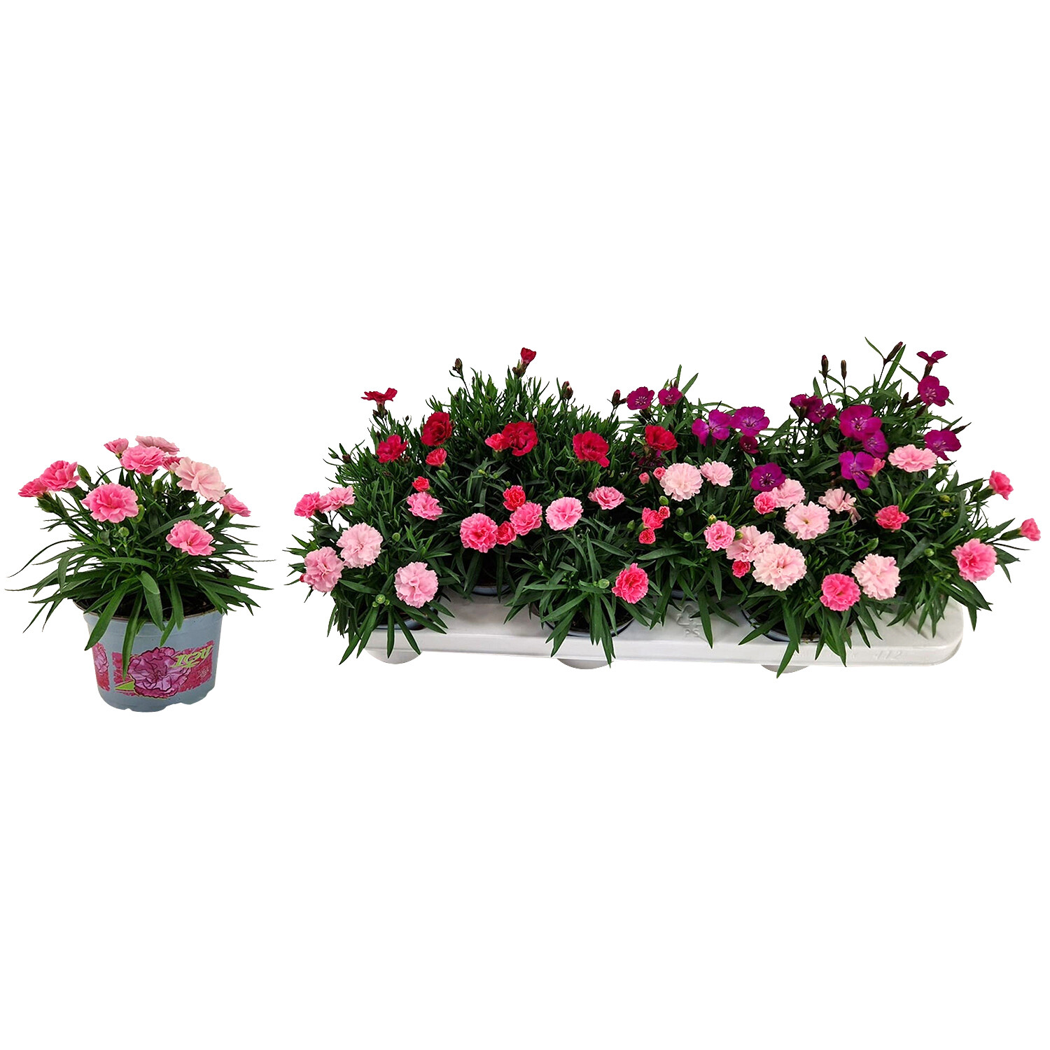 Dianthus Love Mix - Green Image