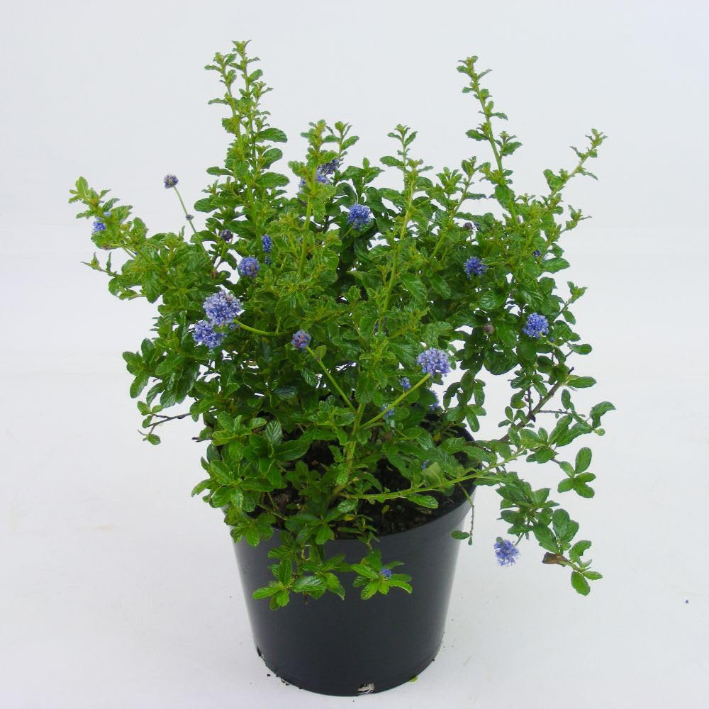 Thompson and Morgan Ceanothus Arboreus Blue Mound Plant Pot 9cm 3 Pack Image 2