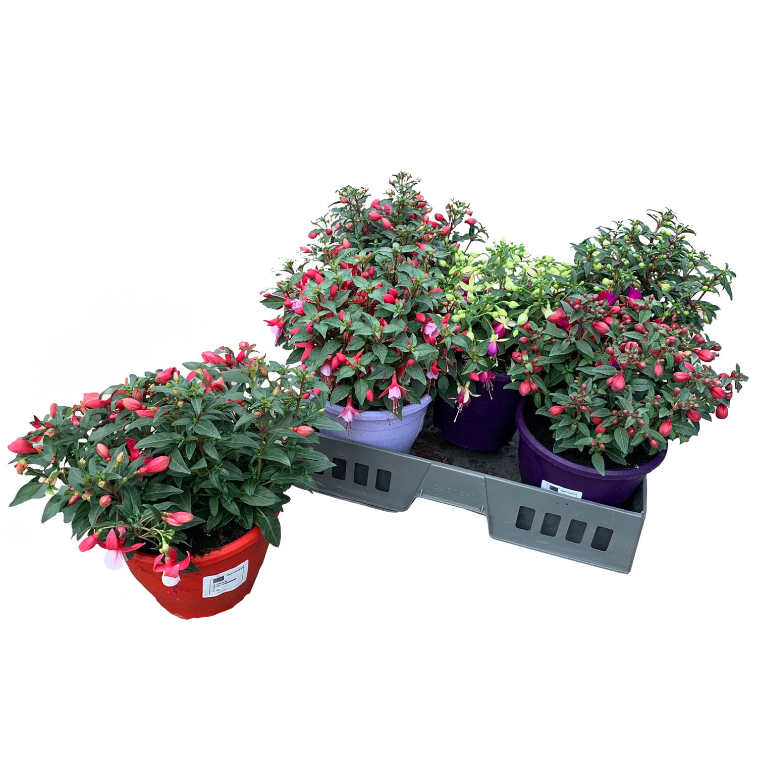 Fuchsia Ton Sur Ton 19cm - Multicolour Image