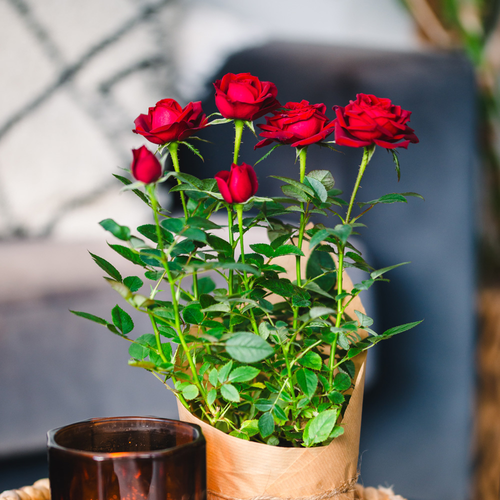 Mini Red Rose Plant Image 3