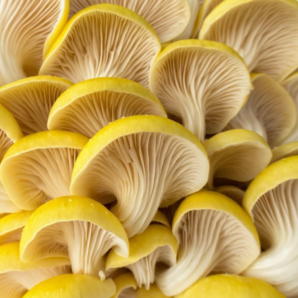 Thompson & Morgan Yellow Oyster Mushroom Prepack Windowsill Kit 3 Litre Image 2