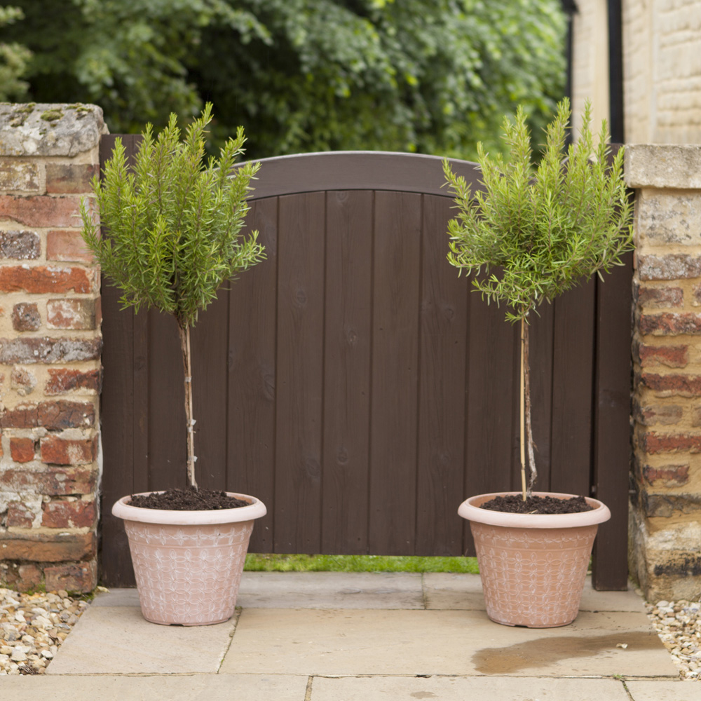 YouGarden Standard Purple Rosemary Tree Plant Pot 3L Image 1