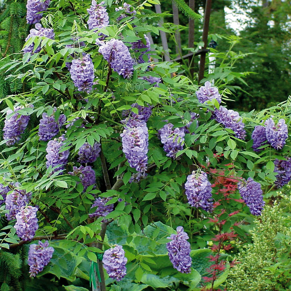 YouGarden Wisteria Amethyst Falls Plant Pot 15cm Image 1