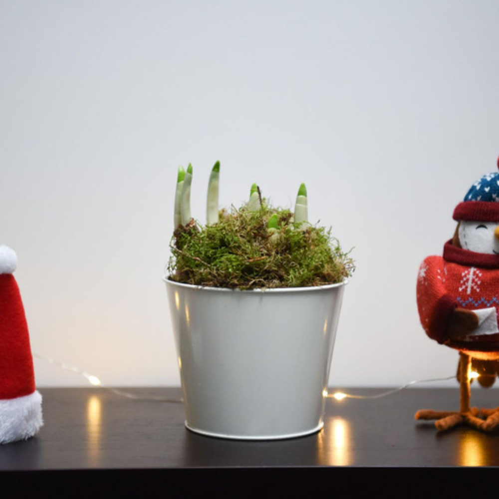 Thompson and Morgan Christmas Gift Narcissus Paperwhites Plant Pot 12cm Image 7