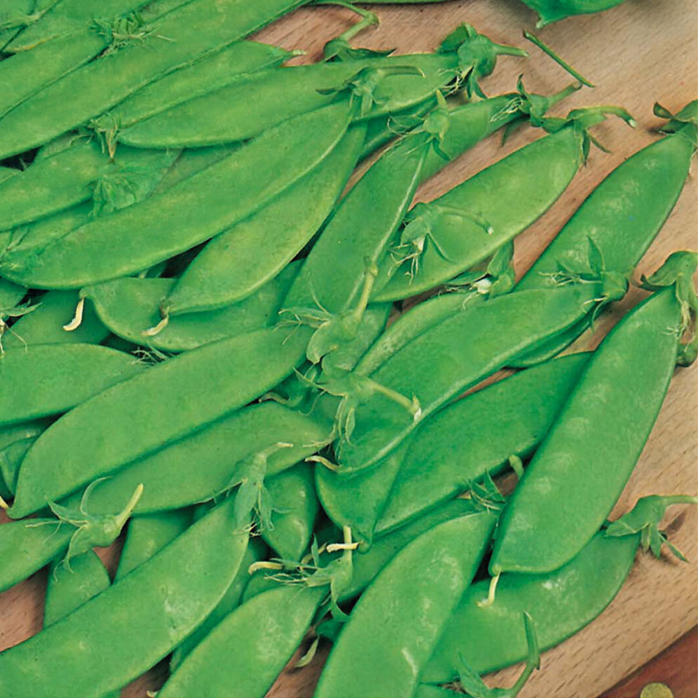 Pea Mangetout Norli Seeds Image 1
