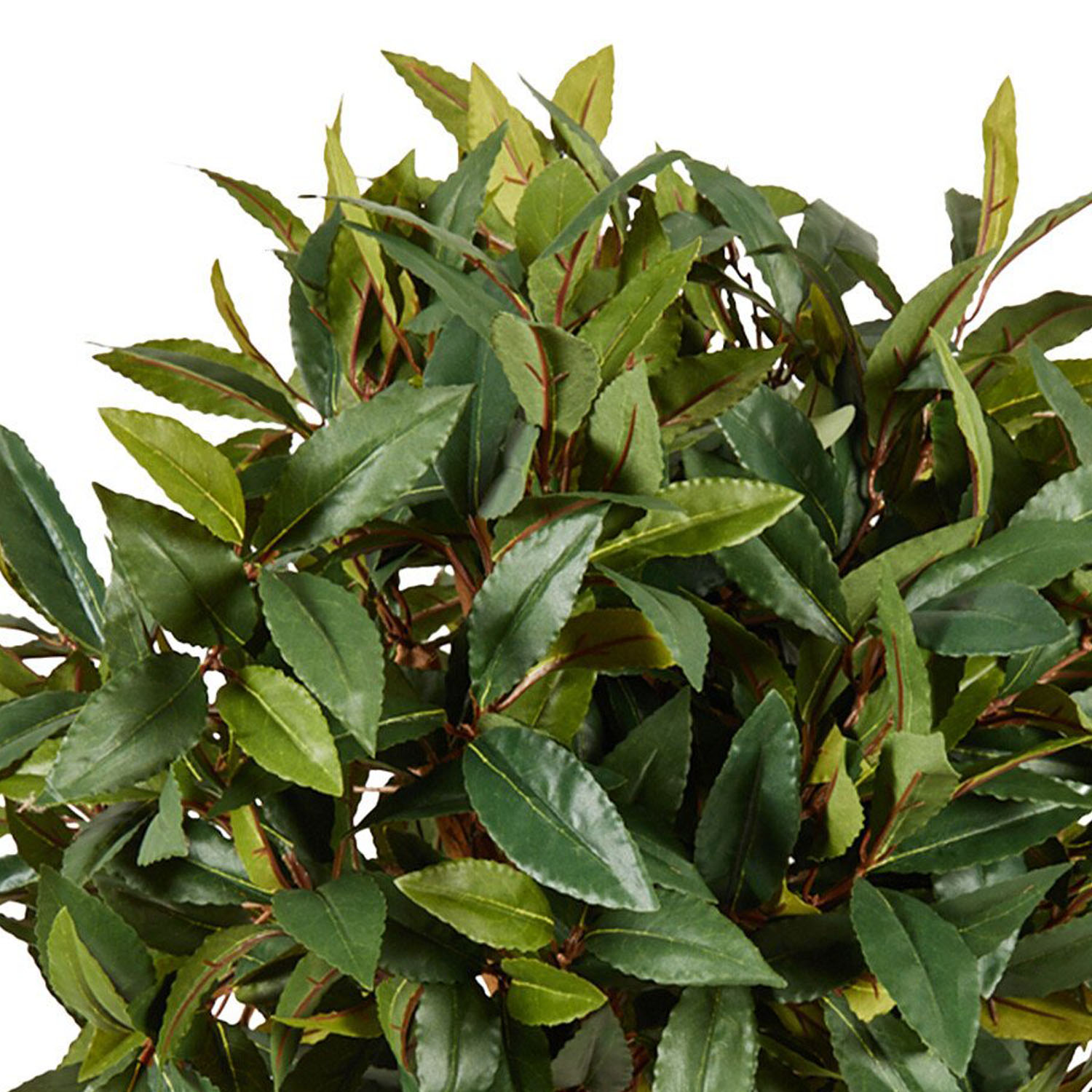 Topiary Style Single Trunk Bay Leaf Tree - Green Image 6
